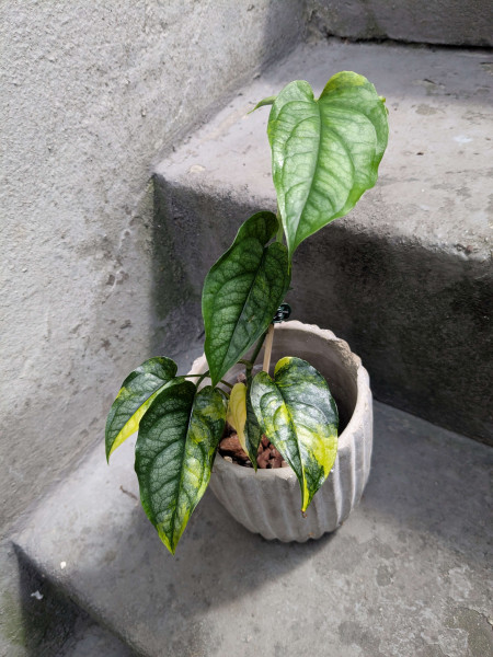 Monstera siltepecana variegata - C