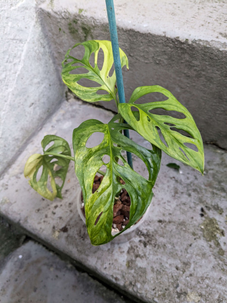 Monstera adansonii aurea variegata small - B