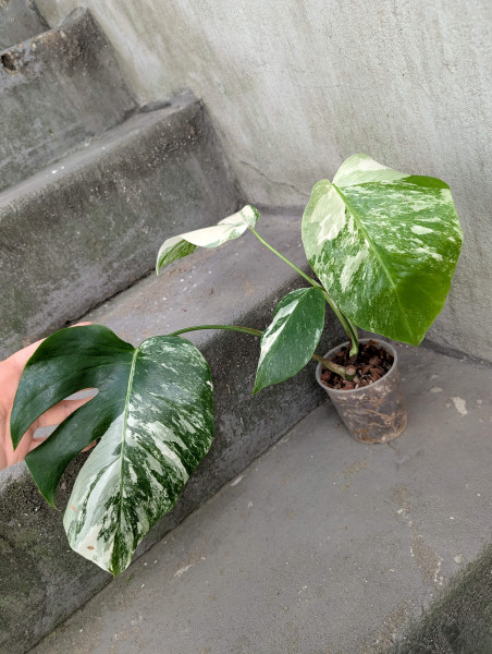 Monstera variegata small - A