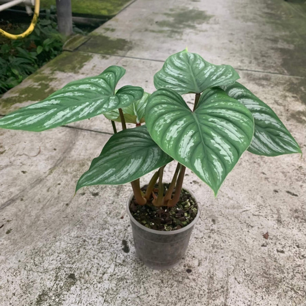 Philodendron Mamei – B | Philodendron | Plants | We Love Aroids