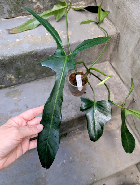 Philodendron longilobatum 'lelano miyano' - A
