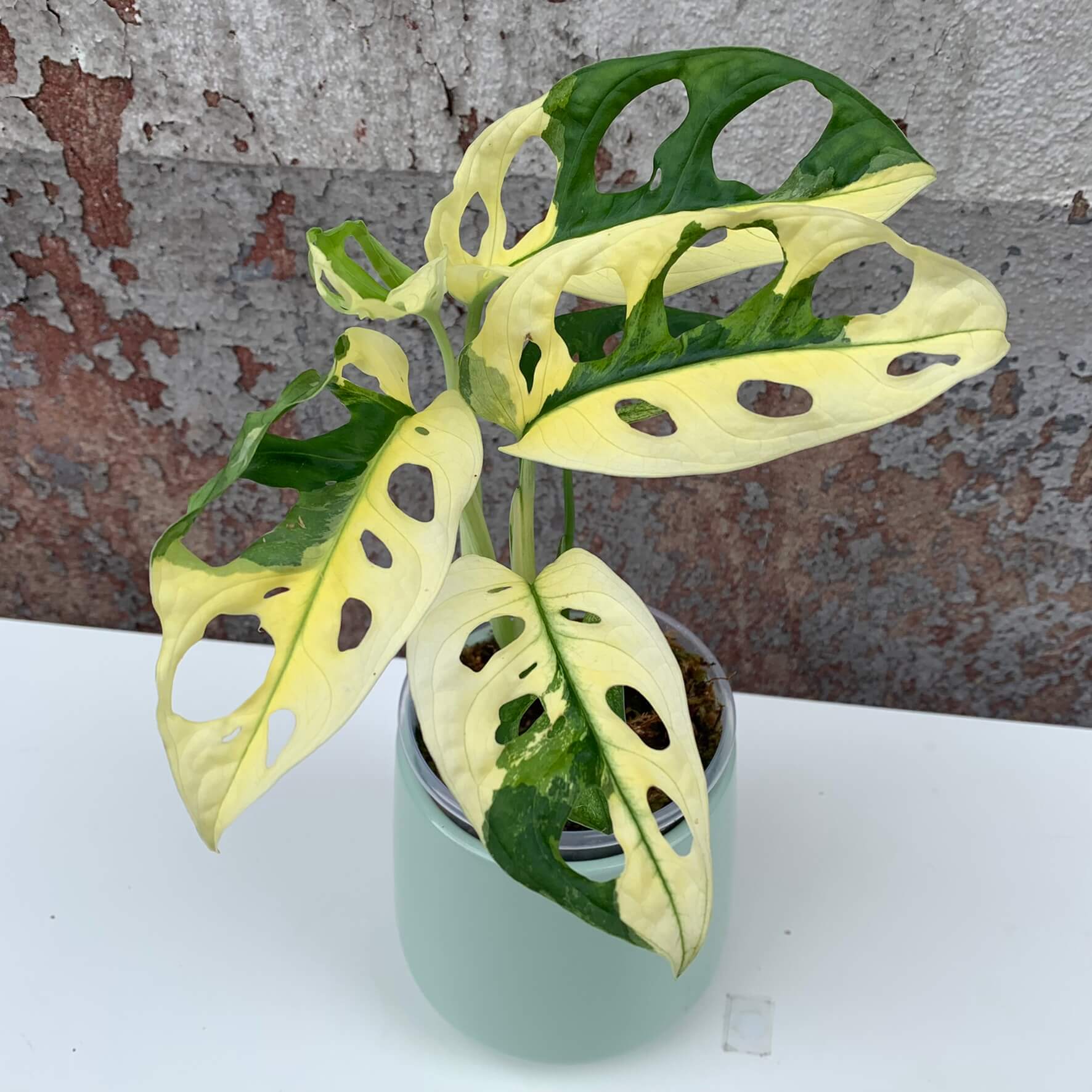 Monstera adansonii variegata - C-1 | variegated Plants | Plants 