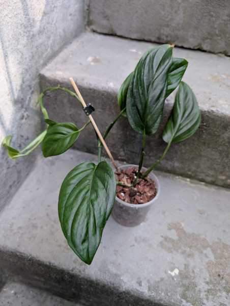 Monstera dissecta