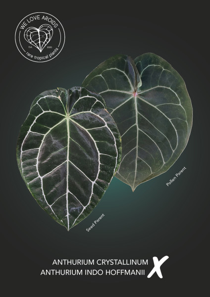 Anthurium crystallinum x Indo hoffmanii - Pack of 2 seedlings
