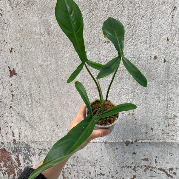 Philodendron 68696 small - A1