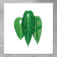 We love Aroids x JB Botanical Arts „ANTHURIUM TRIO“ 40x40cm - 300g fine art print
