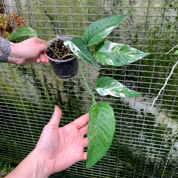 Epipremnum pinnatum variegata – B