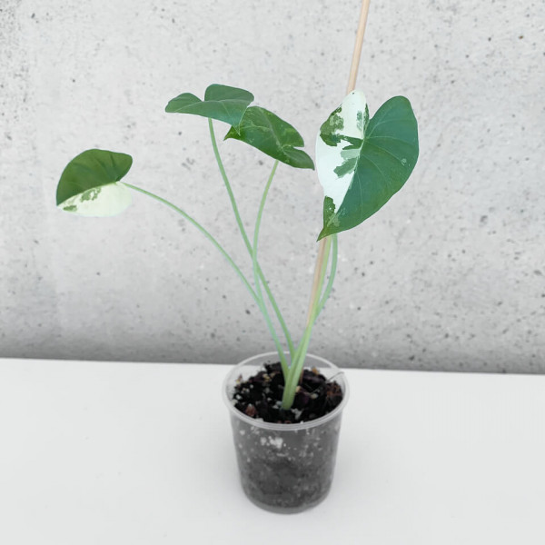 Alocasia macrorrhiza variegata – Babyplant