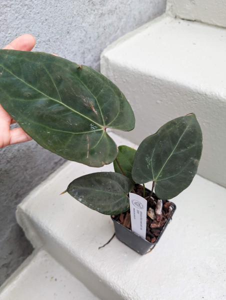 Anthurium Black Sweet self x Red Spider - selected plant F