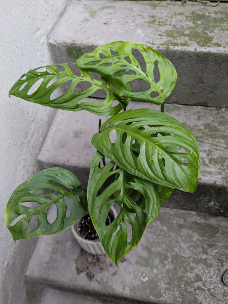 Monstera esqueleto