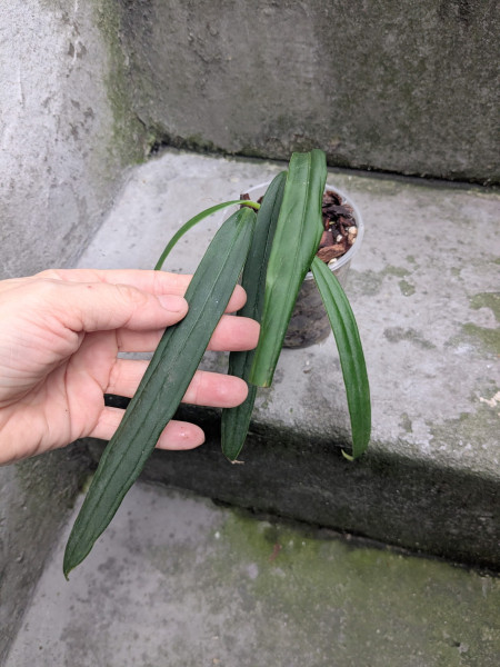 Anthurium sp indantza - C