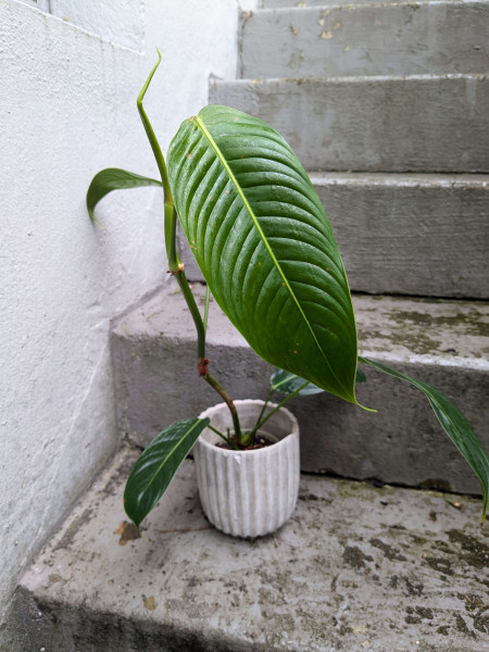 Philodendron heterocraspedon x scherberichii - A