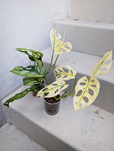 Monstera adansonii 'Swedish Ghost' variegata