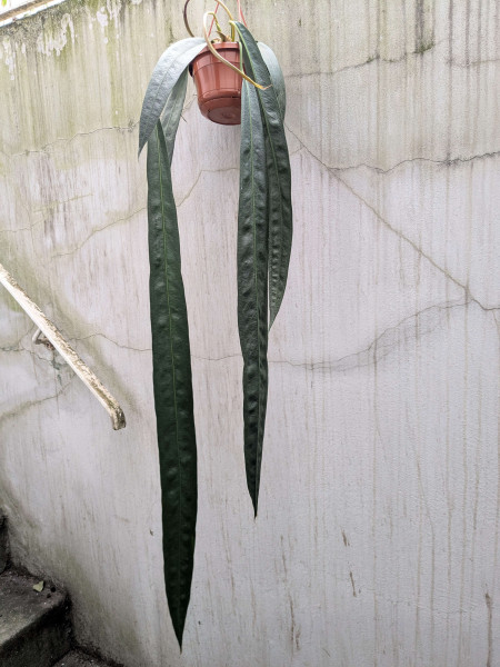 Anthurium wendlingeri XXL - G