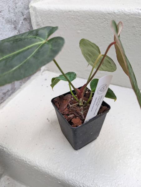 Anthurium Black Sweet self x Red Spider - selected plant D
