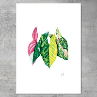 We love Aroids x JB Botanical Arts „SYNGONIUM TRIO“ 50x70cm - 150g fine art print