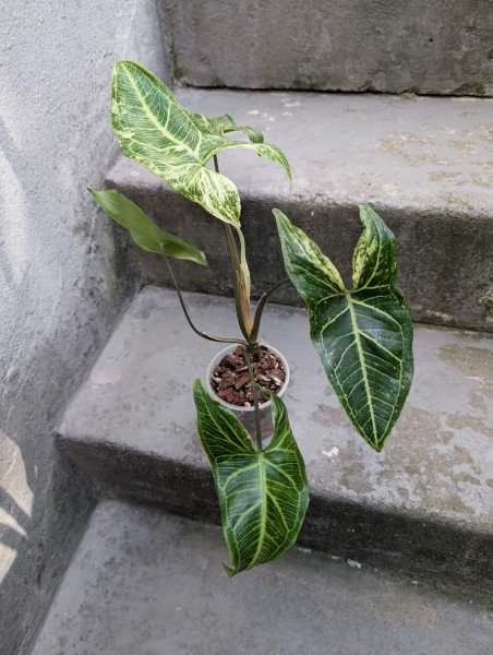 Syngonium Batik variegata - C