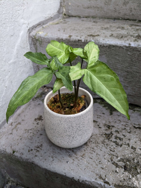 Syngonium Little Star mint