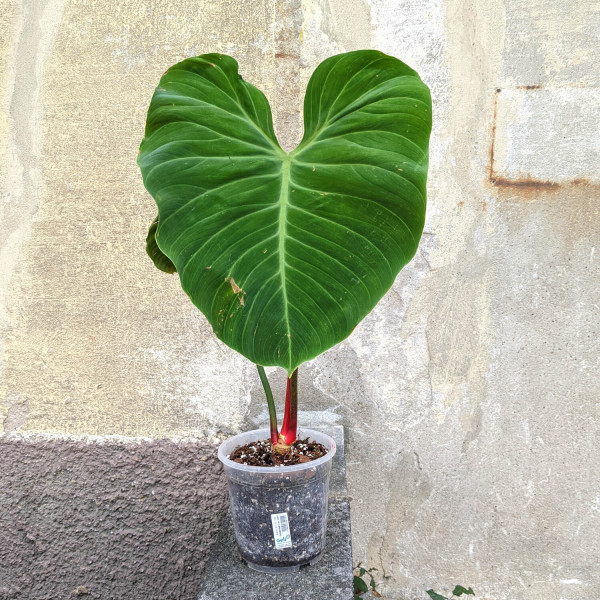 Philodendron el choco red XXXL - A