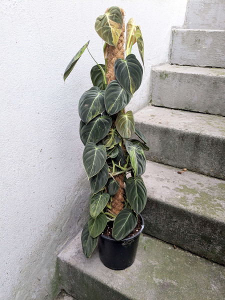 Philodendron melanochrysum variegata XXL - A