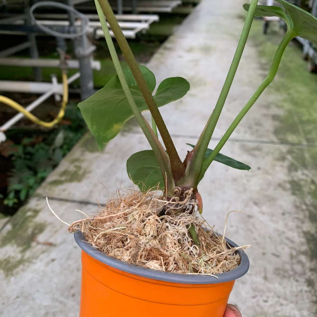 Anthurium besseae aff x Ace of Spades - A | Anthurium | Plants | We Love  Aroids