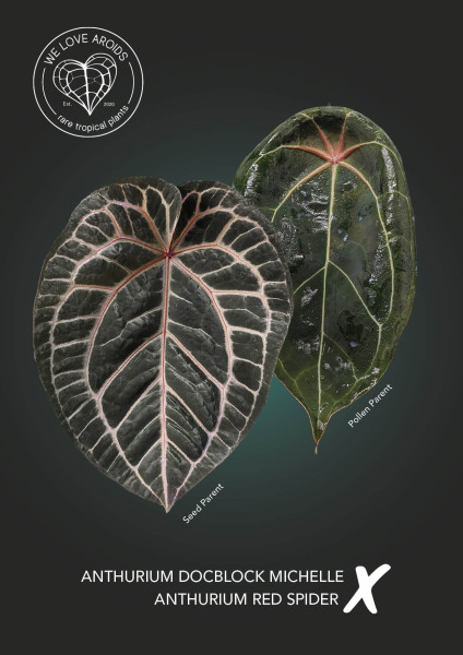 Anthurium Michelle x Red Spider