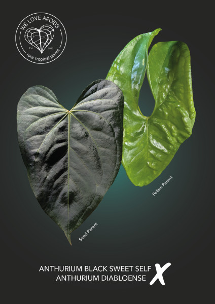 Anthurium Black Sweet self x diabloense