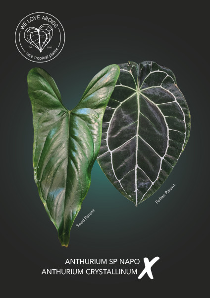Anthurium sp napo x crystallinum