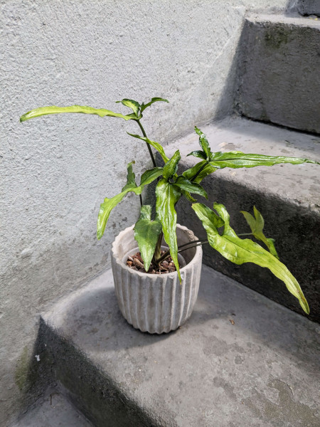Syngonium Little Star mint