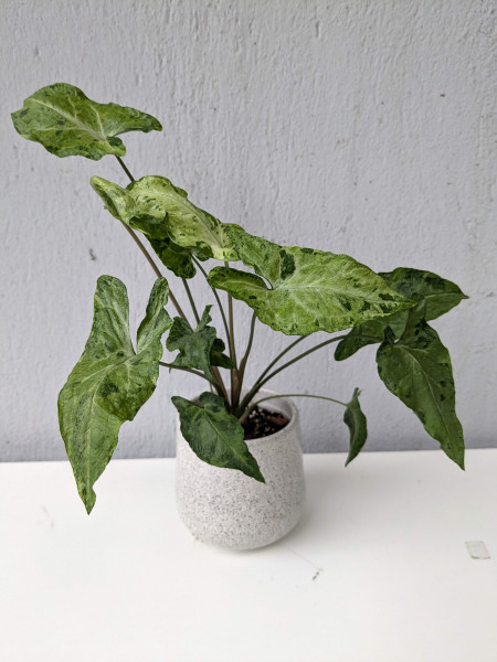 Syngonium Green Freckles Mutation