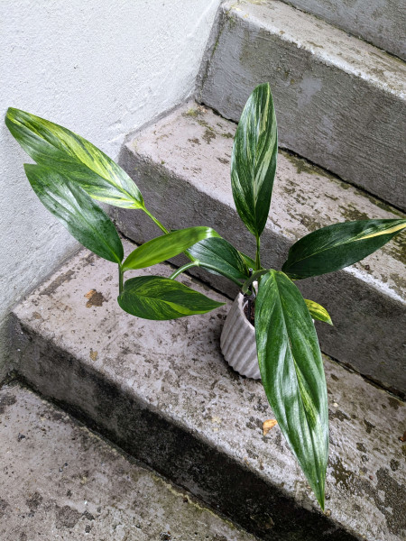 Epipremnum amplissimum variegata