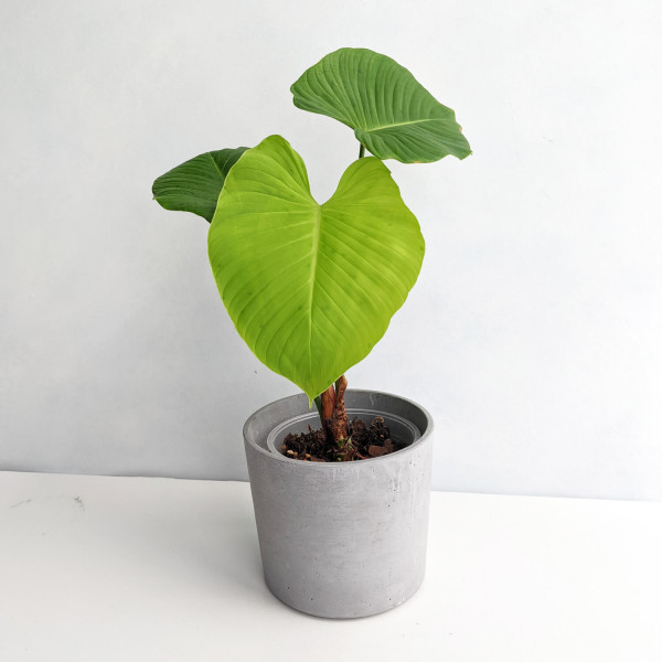 Philodendron Montanum - A