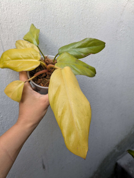 Philodendron Strawberry Golden - small