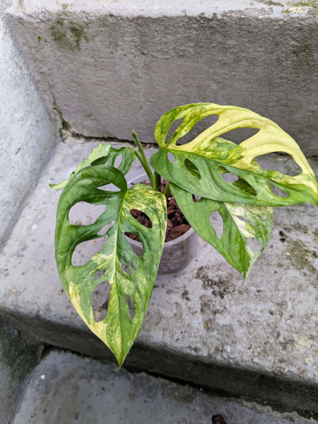 Monstera adansonii aurea variegata small - A