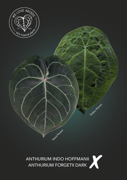 Anthurium Indo hoffmanii x forgetii dark