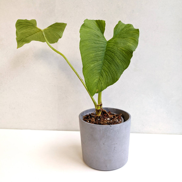 Philodendron corrugatum – XL