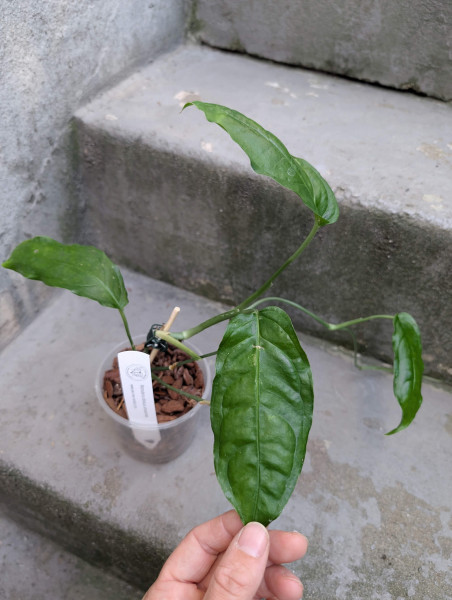 Monstera obliqua amazonica - A