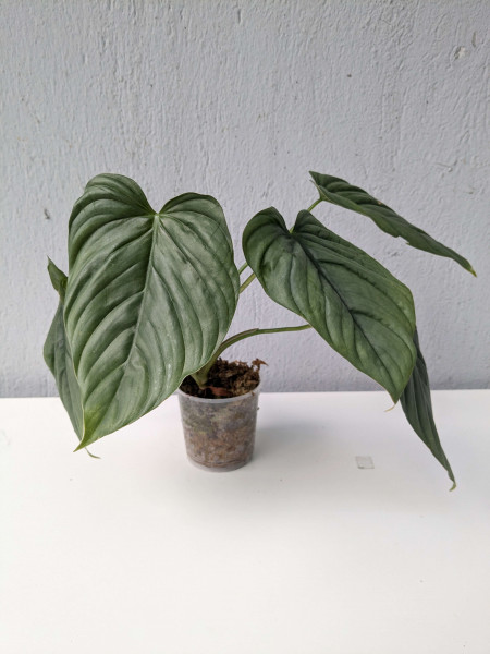 Philodendron sp columbia silver - small