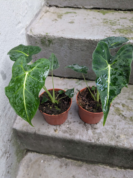 Alocasia Frydek Tattoo