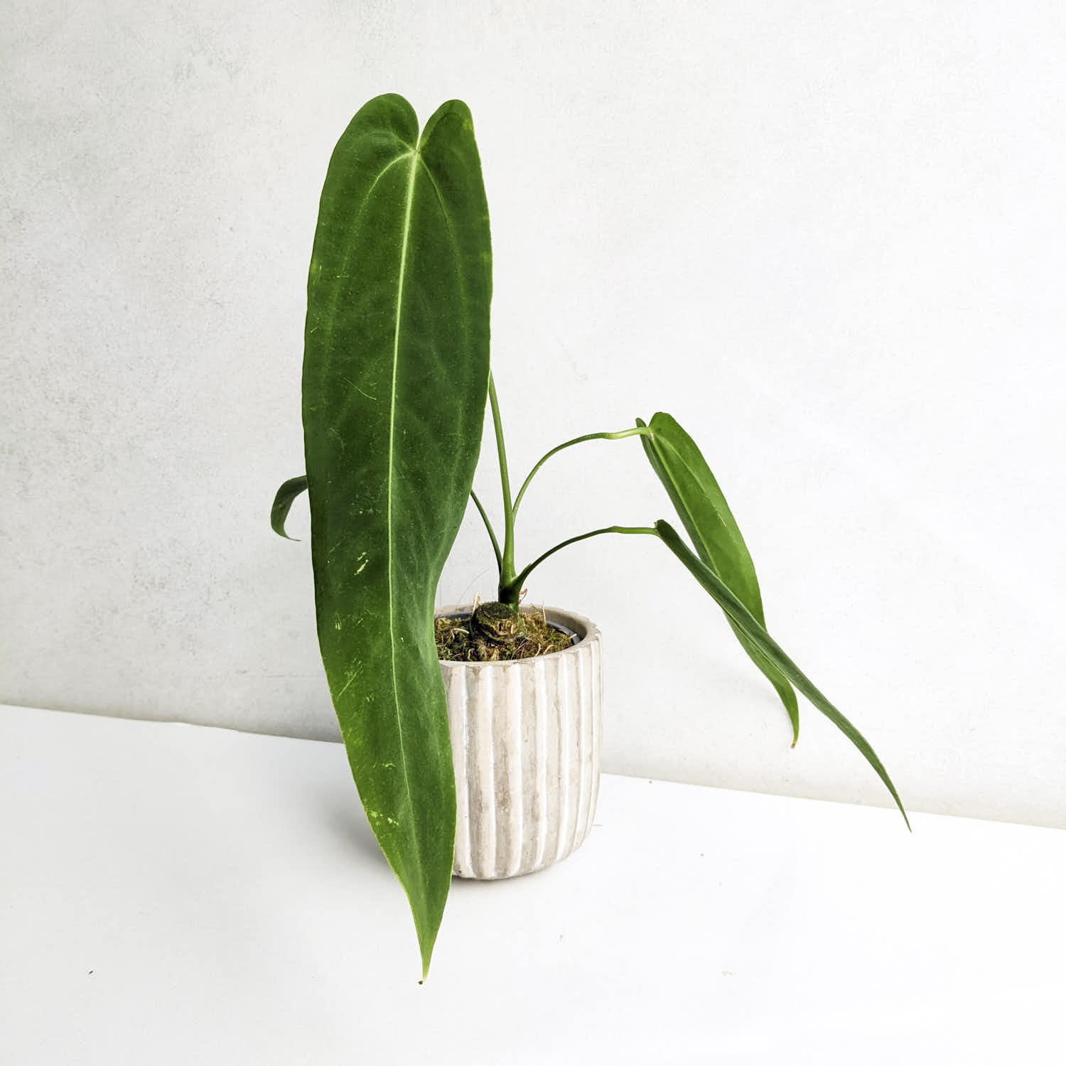 Anthurium warocqueanum x waterburyanum | Anthurium | Plants | We