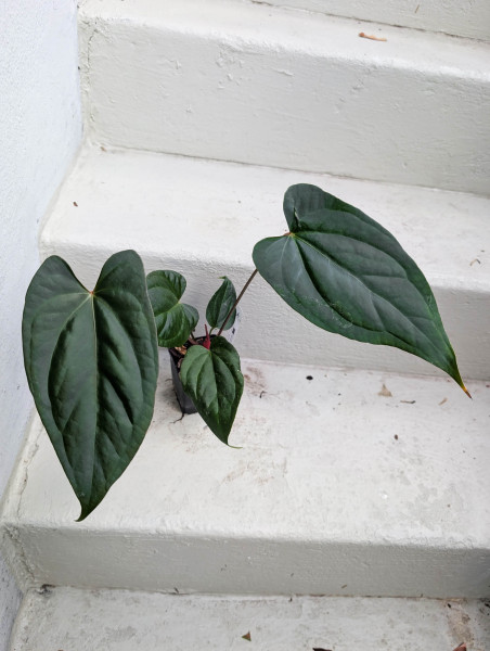 Anthurium sp napo x crystallinum - A