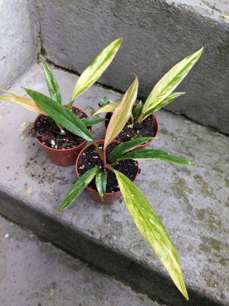 Philodendron Caramel Marble - small