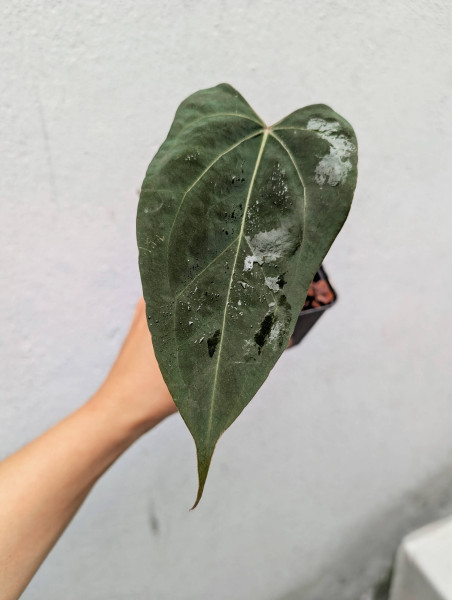 Anthurium Black Sweet self x Red Spider - selected plant A