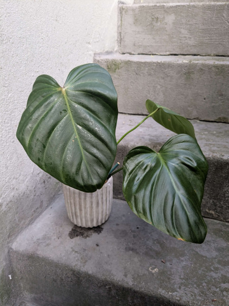 Philodendron Pink Glory (gloriosum x lynamii) - medium