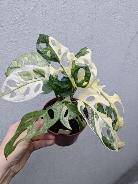 Monstera adansonii variegata - E