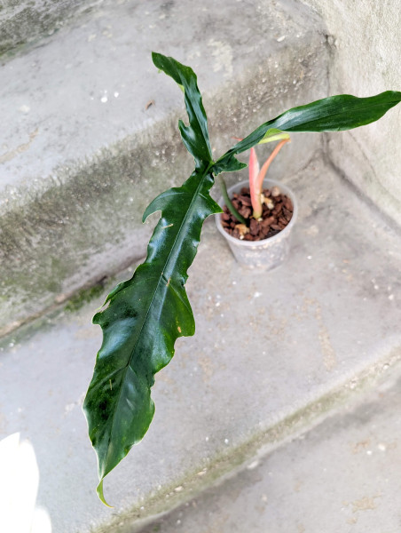 Philodendron Lavinia (paloraense cf x tortum)