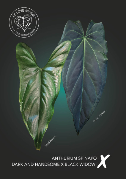 Anthurium sp napo x (Black Widow x Dark and Handsome)