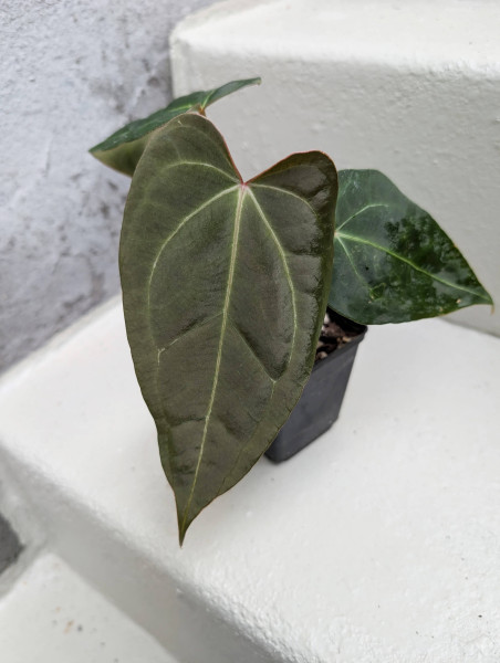 Anthurium Black Sweet self x Red Spider - selected plant D