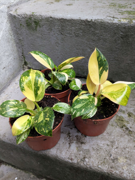 Philodendron Green Congo - small