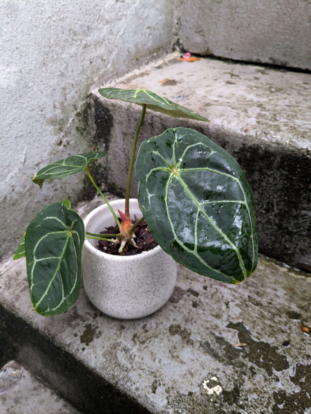Anthurium Red Spider Type